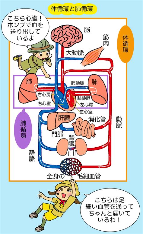 血管青色|「赤い血」が流れてるはずの静脈が「青く」見える理。